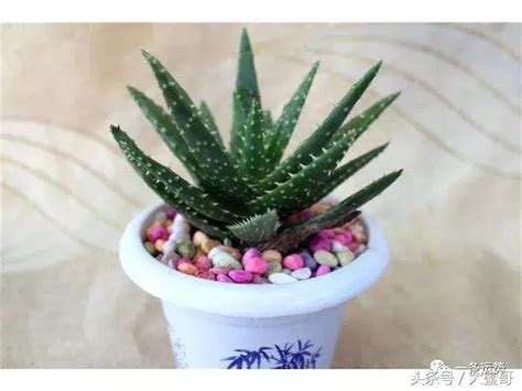 帶刺植物風水|風水開運植物指南：客廳財位招財植物擺放攻略 